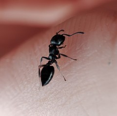 Crematogaster peringueyi