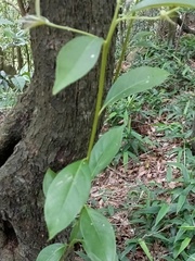 Diospyros morrisiana