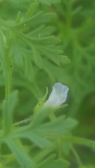 Leucospora multifida
