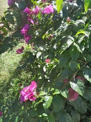 Magnoliopsida