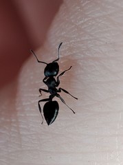 Crematogaster peringueyi