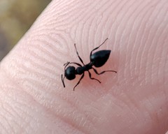 Crematogaster peringueyi