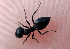 Crematogaster peringueyi