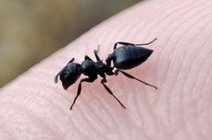 Crematogaster peringueyi