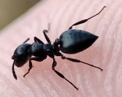 Crematogaster peringueyi