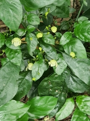 Justicia campylostemon