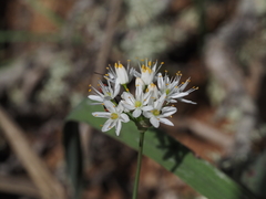 Allium subvillosum