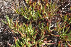 Carpobrotus edulis edulis