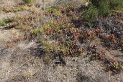 Carpobrotus edulis edulis