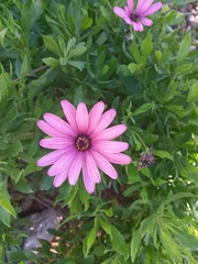 Dimorphotheca