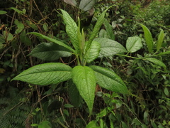 Dendrophorbium kleinioides