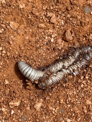 Ommatoiulus rutilans