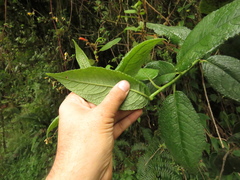 Dendrophorbium kleinioides