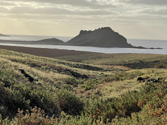 Brickellia peninsularis