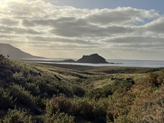 Brickellia peninsularis