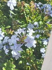 Plumbago auriculata