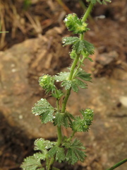Alchemilla aphanoides