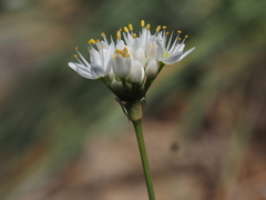 Allium subvillosum