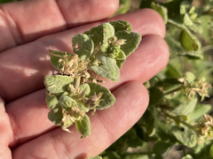 Brickellia peninsularis