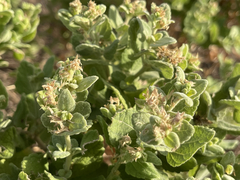 Brickellia peninsularis