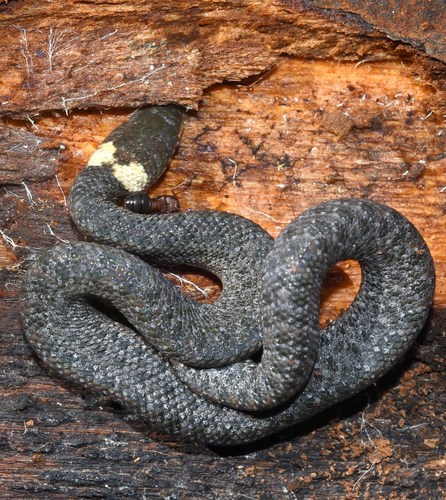 Escambray White-necked Trope