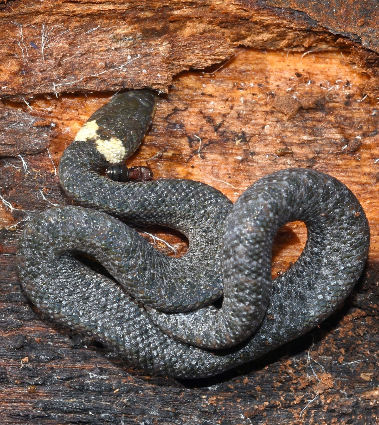 Pilsbry's Dwarf Boa photo 3