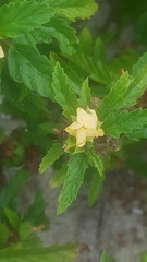 Malvastrum coromandelianum