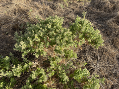 Brickellia peninsularis