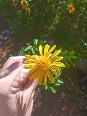 Angiospermae