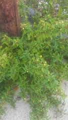 Malvastrum coromandelianum