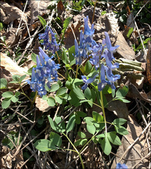 Corydalis fumariifolia azurea