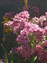 Asteraceae