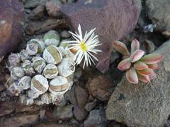 Conophytum ficiforme