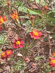 Tagetes