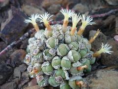 Conophytum ficiforme