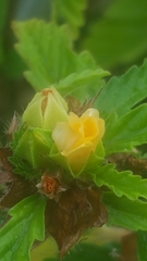 Malvastrum coromandelianum