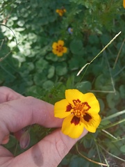 Tagetes