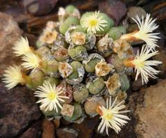 Conophytum ficiforme