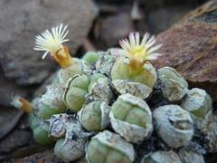 Conophytum ficiforme