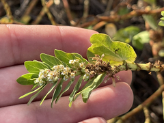 Euphorbia anthonyi