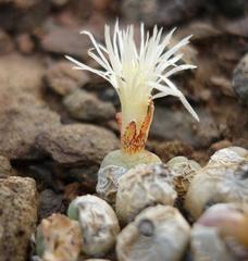 Conophytum ficiforme