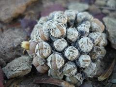 Conophytum ficiforme