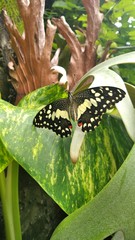 Papilio demoleus