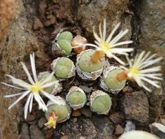 Conophytum ficiforme