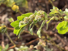 Euphorbia anthonyi