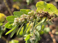 Euphorbia anthonyi