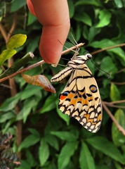 Papilio demoleus