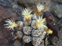Conophytum ficiforme