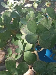 Magnoliopsida