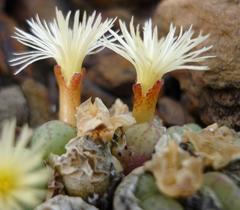 Conophytum ficiforme